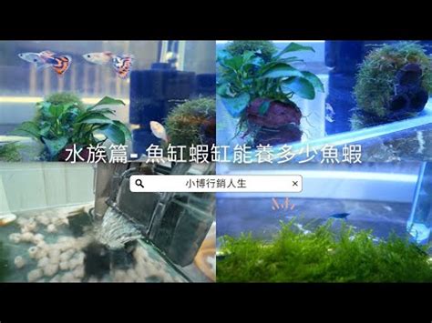 魚缸魚數量計算|魚缸魚數量精準計算